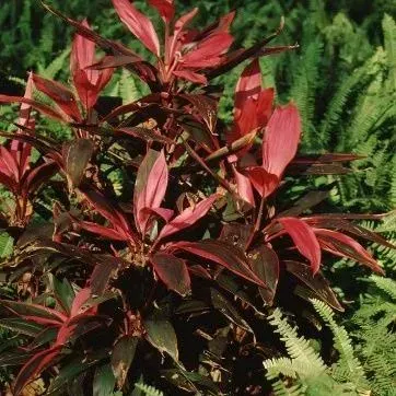 thumbnail for publication: Cordyline fruticosa: Ti Plant